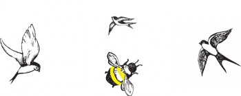 illustrations of Birds and Bees