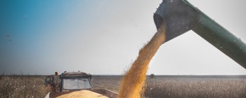 Corn harvesting